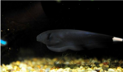 电鳗能电死人吗 电鳗的电压达300~800伏