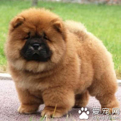 纯种松狮价格 串种的价格比较便宜