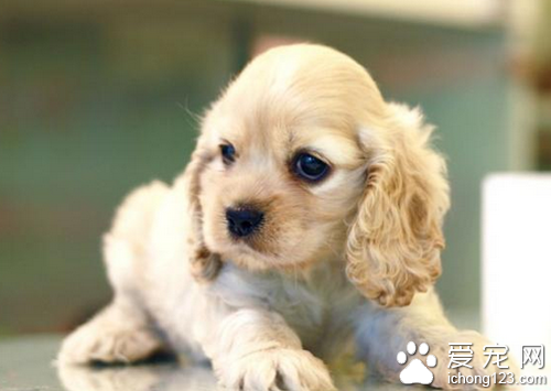 可卡犬价格 不同地区可卡犬价格不一样