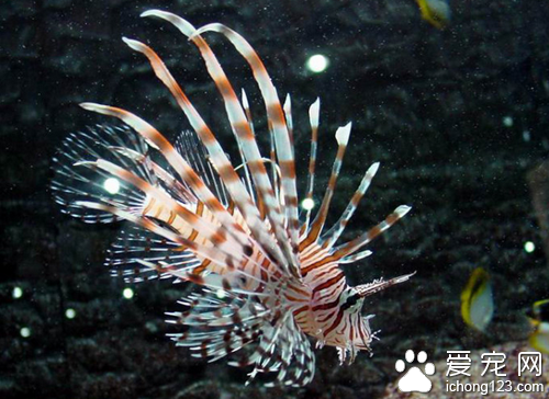 孔雀鱼的繁殖 孔雀鱼的繁殖的注意事项