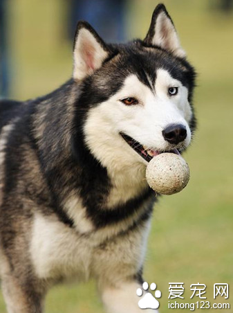 哈士奇不会叫 不像普通狗那样吠叫
