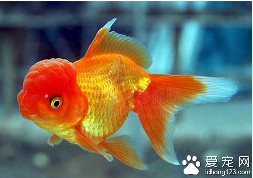 养鱼养几条好 观赏鱼混养时要多加注意