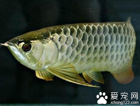 最贵的鱼是什么鱼 稀有鱼种价格昂贵