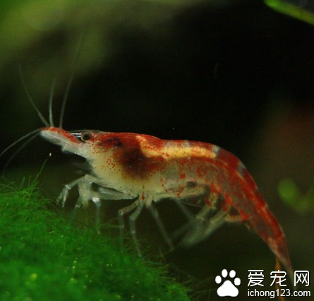 小虾吃什么 它们吃水面的有机物