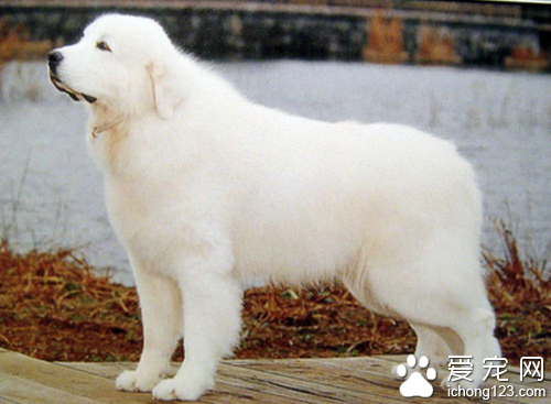 大白熊犬价格 一般发达的城市比较贵一点