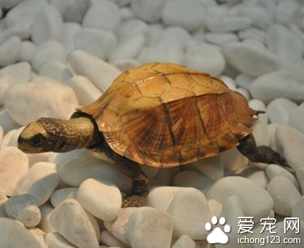 乌龟白眼病怎么治疗 注意清洁卫生