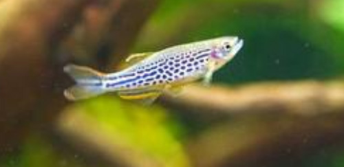 豹纹斑马鱼