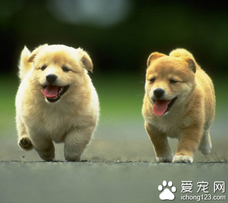 小型犬养什么好 根据自己的喜好来选择