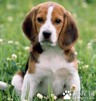 喂养狗狗的禁忌 防止狗过度肥胖