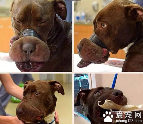 虐待动物太残忍了 用胶带粘住狗狗嘴的虐待狂终被抓住