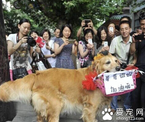 金毛犬衔着写有“哥哥姐姐 加油哦”花篮引来众人围观