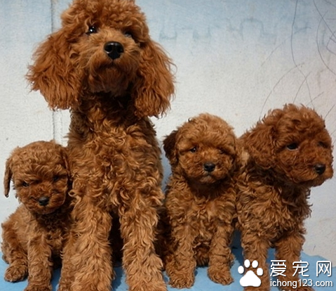 小狗吃多了 帮助狗狗肠胃消化