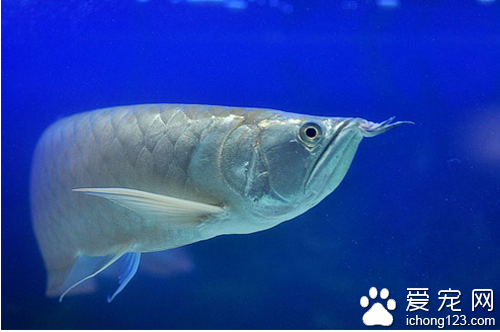 银龙鱼吃什么 一般以小虾泥鳅面包为主食