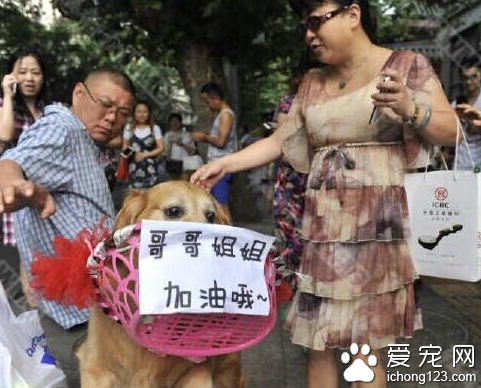 金毛犬衔着写有“哥哥姐姐 加油哦”花篮引来众人围观