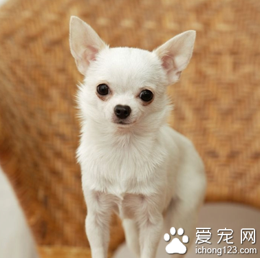 什么狗狗长不大 小型犬比较小巧可爱