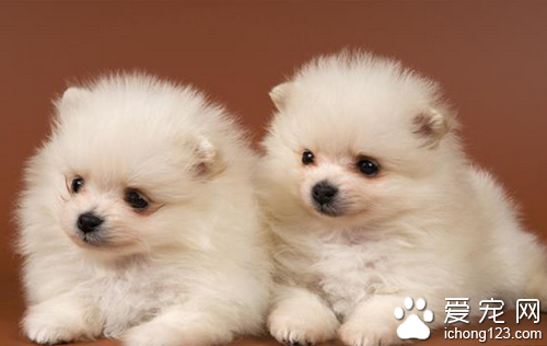 犬瘟热初期症状 狗狗会有抽搐呕吐症状