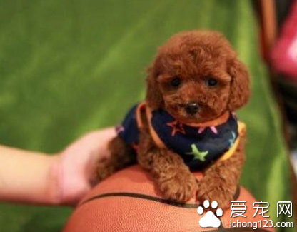 迷你泰迪犬价格 品种不同价格不同