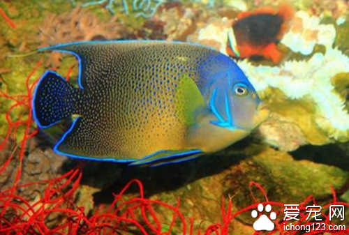 鹦鹉鱼养殖 鹦鹉鱼养殖的几个注意事项