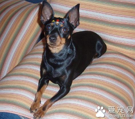 迷你杜宾犬多少钱 该犬是很好的家庭犬