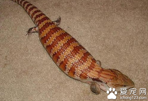 蓝舌石龙子价格 教大家选购蓝舌石龙子