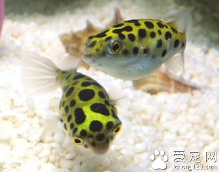 潜水艇鱼怎么养 饲养的时候需要加盐