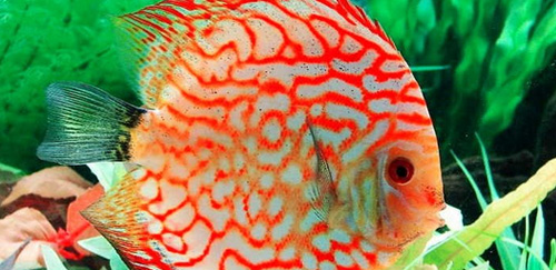 黑格尔野生七彩