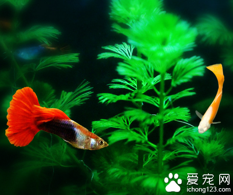 刚出生的小鱼吃什么 饵料稍加研碎后喂