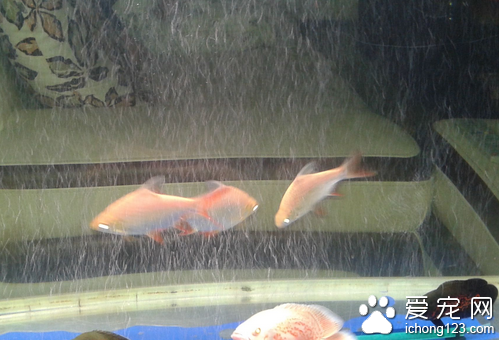 地图鱼蒙眼 地图鱼蒙眼是由水质引起的