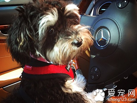 富豪网晒爱犬“奢侈生活”  豪车接送美女相伴