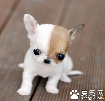 吉娃娃生病了怎么办 易患遗传性疾病