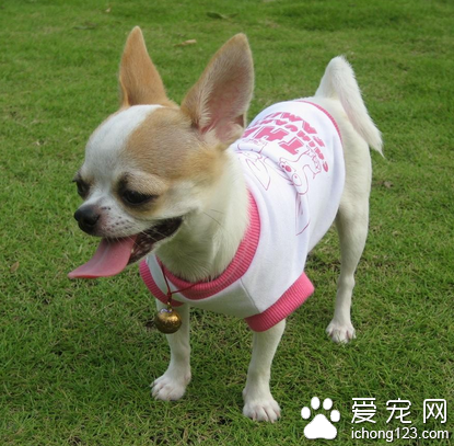 吉娃娃的调教与饲养 从幼犬开始训练