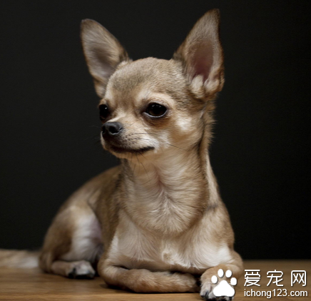 吉娃娃鼻子干怎么办 发烧也会出现鼻子干