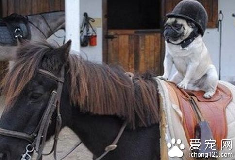 富豪网晒爱犬“奢侈生活”  豪车接送美女相伴