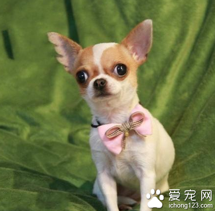 怎样养吉娃娃 特别注意预防疾病