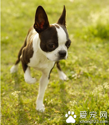 吉娃娃低血糖怎么办 注意补充营养