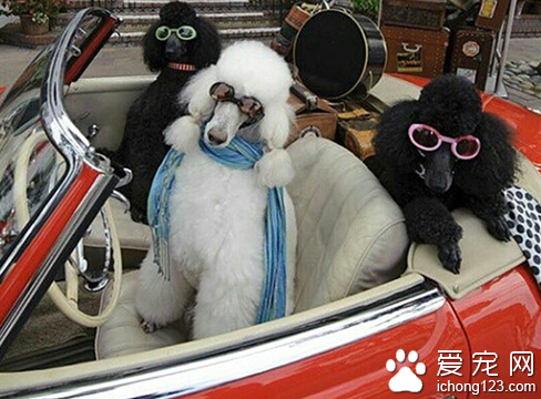 富豪网晒爱犬“奢侈生活”  豪车接送美女相伴