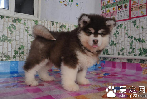 阿拉斯加犬性格  平时十分的温顺调皮