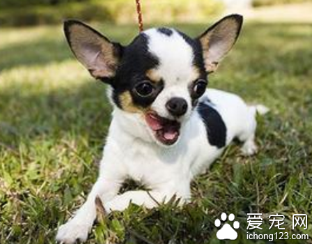 吉娃娃幼犬喂养 不需要太多的运动量