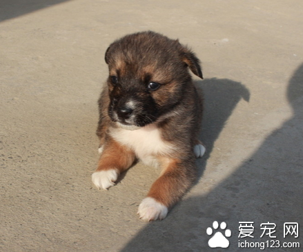 网购宠物有风险 网购宠物索赔无门频频遭遇维权难