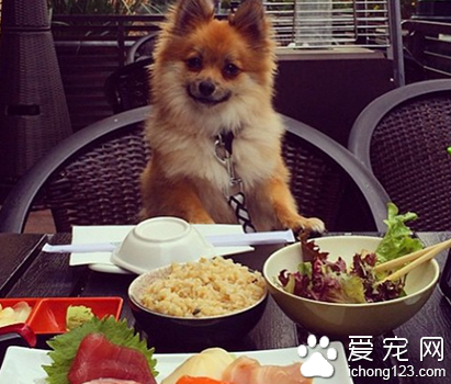 富豪网晒爱犬“奢侈生活”  豪车接送美女相伴