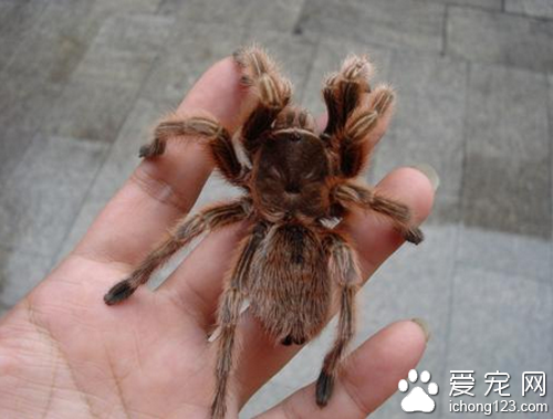 火玫瑰蜘蛛寿命 它有将近六七年的寿命