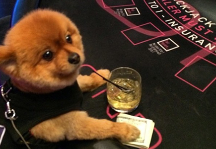 富豪网晒爱犬“奢侈生活”  豪车接送美女相伴