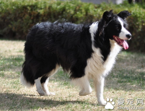 牧羊犬训练 边境牧羊犬是狗狗中最聪明的