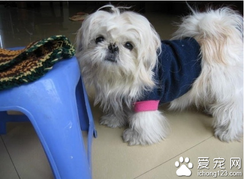  西施犬价格  不同地区的 西施犬价格也不同