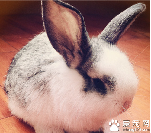 宠物兔的品种 宠物兔的品种一共有30几种