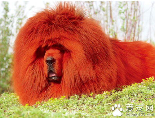 世界上最贵的藏獒 选购的时候要格外注意