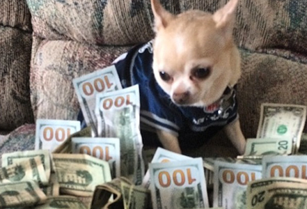 富豪网晒爱犬“奢侈生活”  豪车接送美女相伴