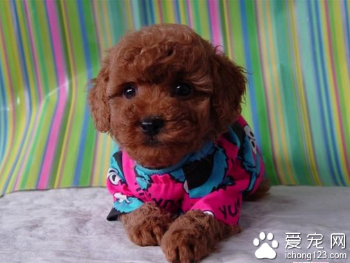 泰迪价格 教大家正确选购泰迪的方法