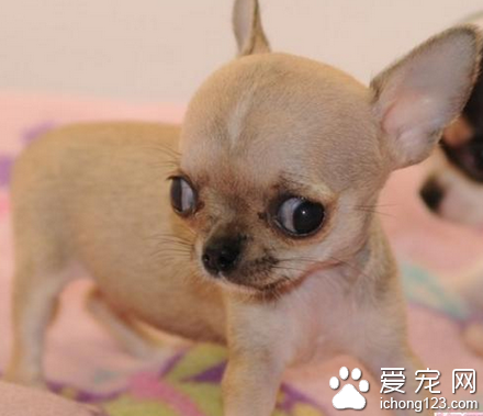 吉娃娃如何养 该犬适应性比较强