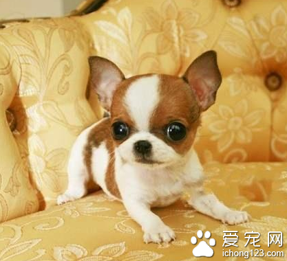 吉娃娃挑食怎么办 纠正挑食的坏习惯